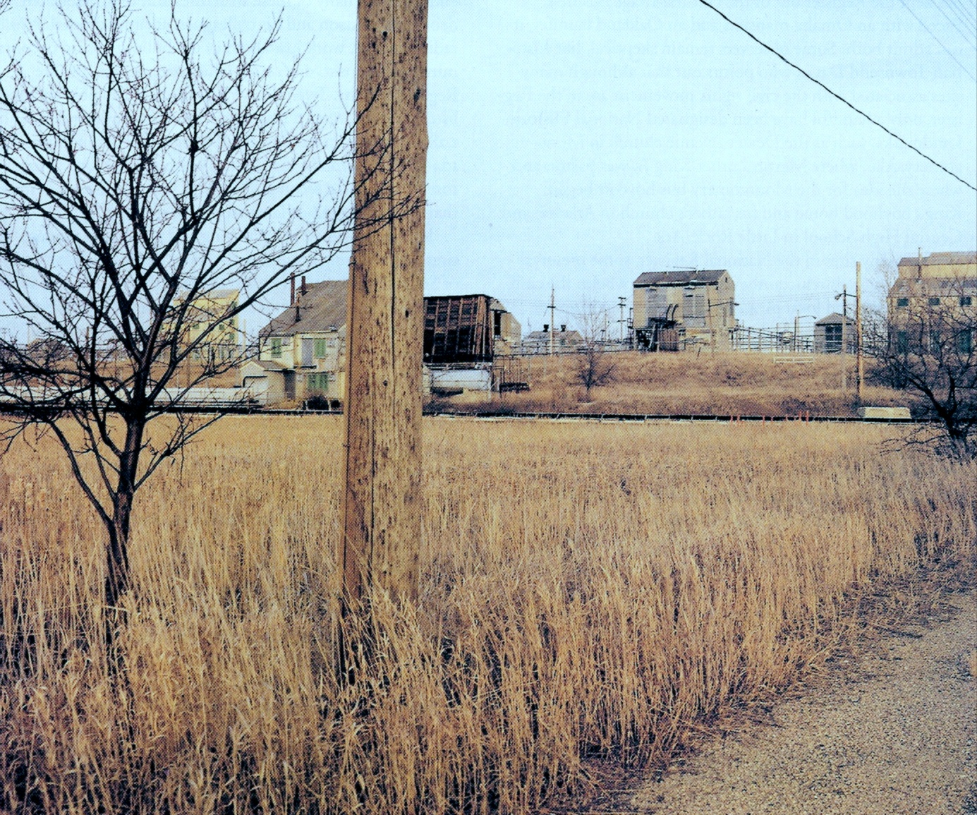 dry grass and brush